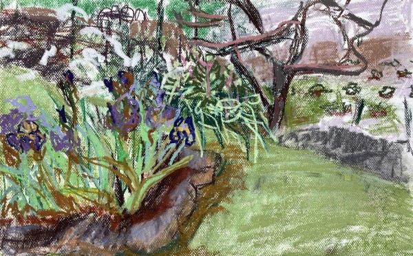 Cole's Mountain Iris Garden by Ann Lyne