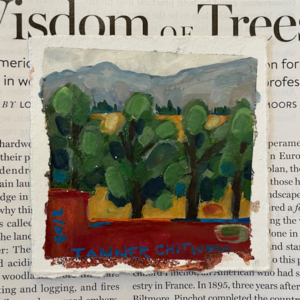 Light in the Wisdom of the Trees by Suzanne Tanner