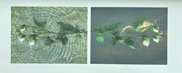 N/A by Anne Chesnut