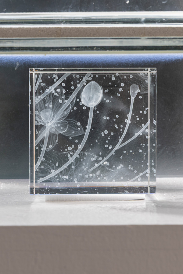 NINFEO Block IV by Wolfgang Buttress