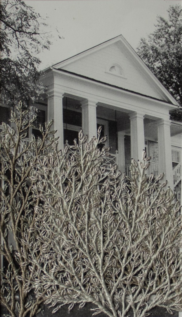 Strange Plants, Charlottesville by Heather Beardsley