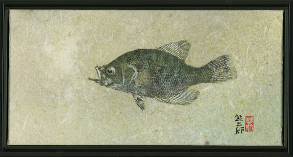 Black Crappie #2,  framed by Stephen Mutsugoroh DiCerbo