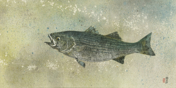 Bay Striped Bass 2 by Stephen Mutsugoroh DiCerbo, Image 1.