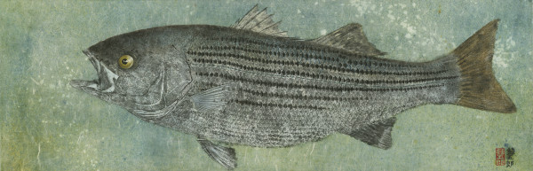 Bay Striped Bass 1 by Stephen Mutsugoroh DiCerbo