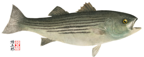 Chesapeake Striped Bass 1 (Indirect) (Giclee’) # /50 by Stephen Mutsugoroh DiCerbo