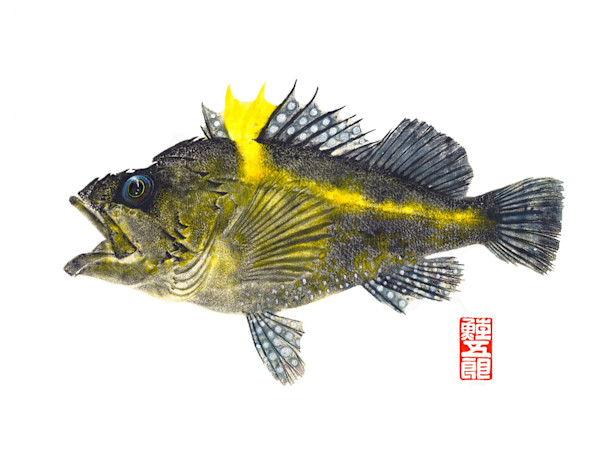 China Rockfish 1 (Giclee') (11x17) #AP1 by Stephen Mutsugoroh DiCerbo, Image 1.