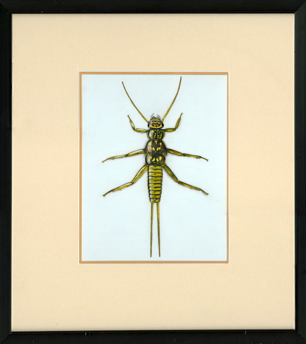 Golden Stonefly by Stephen Mutsugoroh DiCerbo, Image 1.