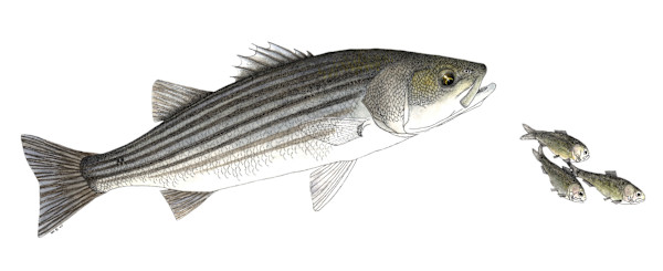 Striped Bass and Menhaden (Giclee') (11X17) #AP1 by Stephen Mutsugoroh DiCerbo, Image 1.