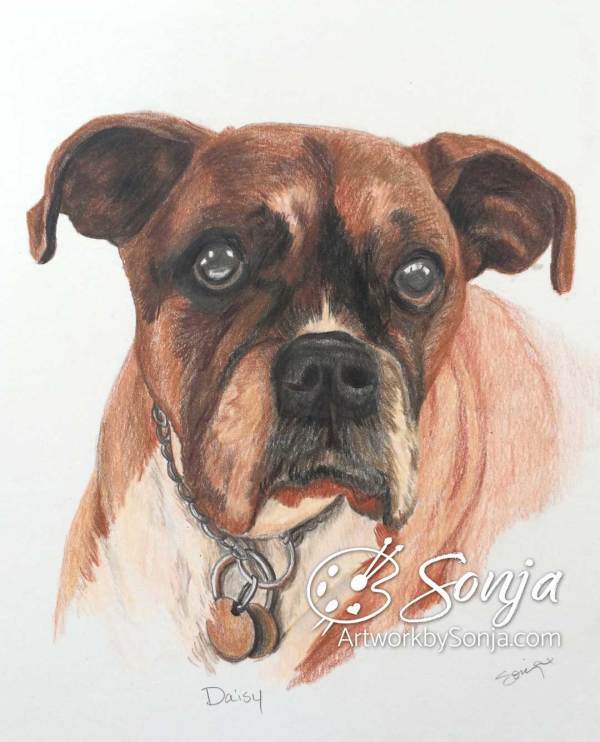 Boxer Pet Portrait Color Pencil Drawing by Sonja Petersen