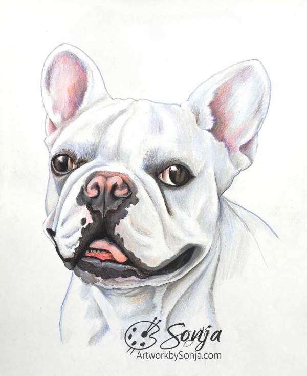 Frenchie Drawing by Sonja Petersen