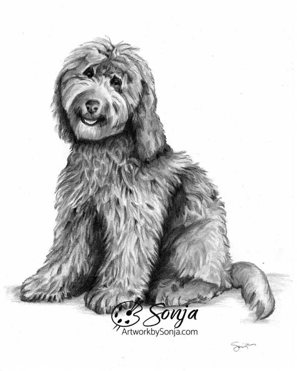 Golden Doodle Drawing Pet Portrait by Sonja Petersen