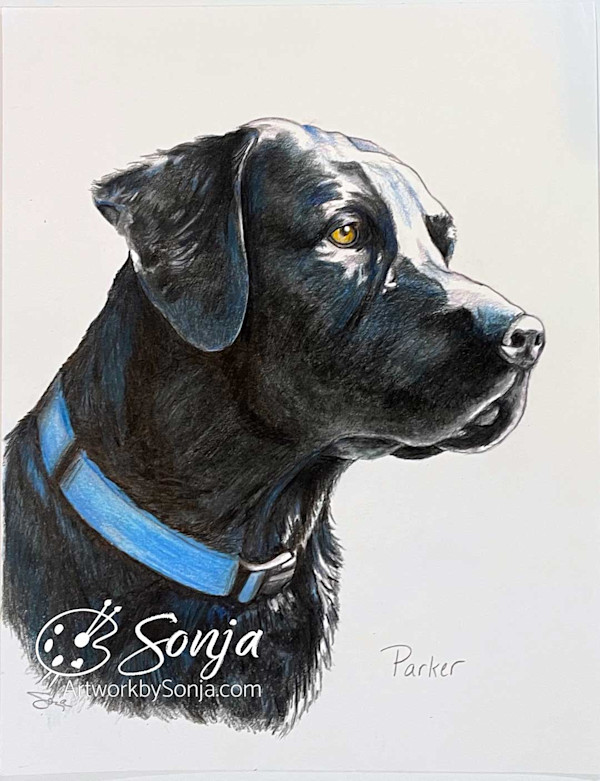 Labrador Retriever by Sonja Petersen