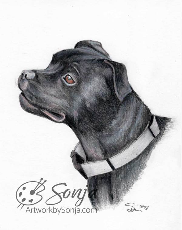 Pitbull Pet Portrait Drawing by Sonja Petersen