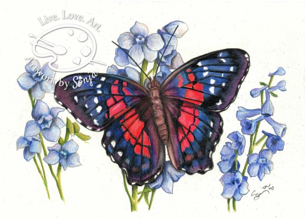 Ruby True Blue Butterfly Drawing by Sonja Petersen 