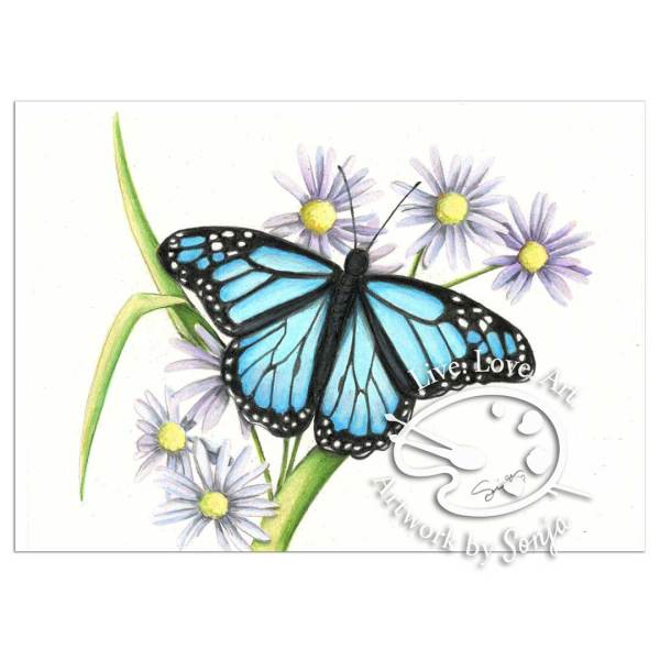 Sapphire Monarch Butterfly Drawing by Sonja Petersen 