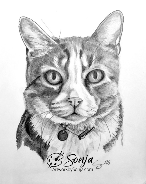 Tabby Cat Pet Portrait by Sonja Petersen