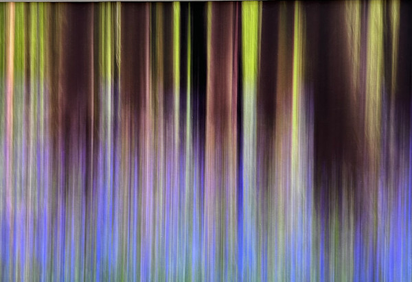 Pure Nature #38, Sonian Forest, Brussels  by Yves  Ullens 