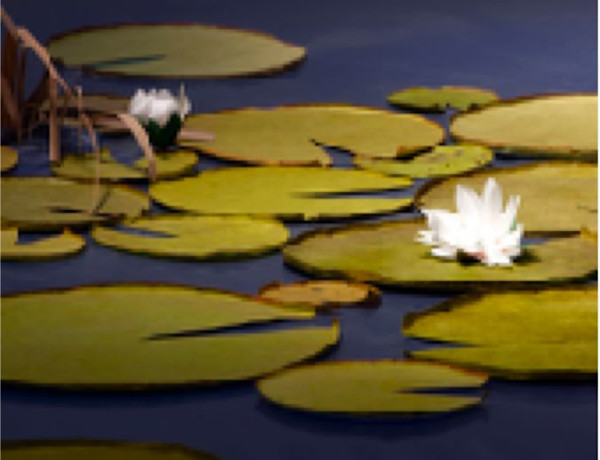 Waterlillies by Thomas Demand