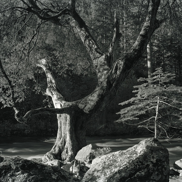 Early Morning, Merced River 1950 by Ansel Adams