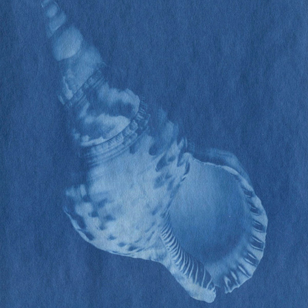 Shell by Christopher Anderson
