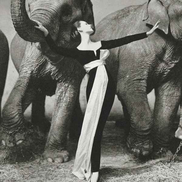 Dovima with Elephants 1955 by Richard Avedon