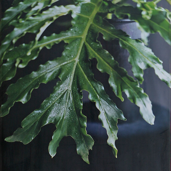 Leaf by Caroline Chiu 赵汝贤