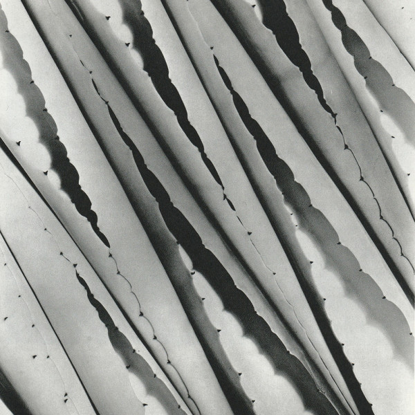 Agave 1932 by Imogen Cunningham