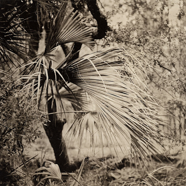 Palm Garden by Mark Eshbaugh