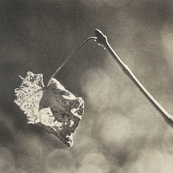 Leaf Study by Mark Eshbaugh, Image 1.