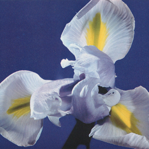 White Iris by Manfred P. Kage