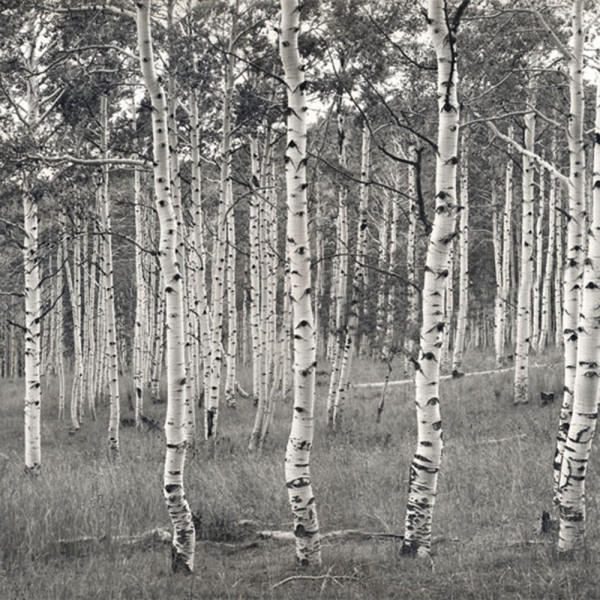 Aspen Grove by J Michael Lardizabal