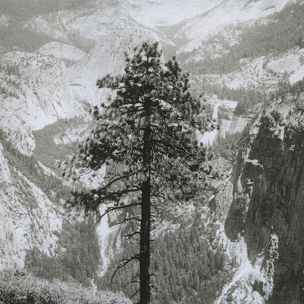 Yosemite Tree by Tom Millea