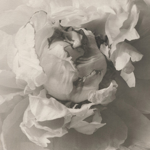 Peony by Christian Nze