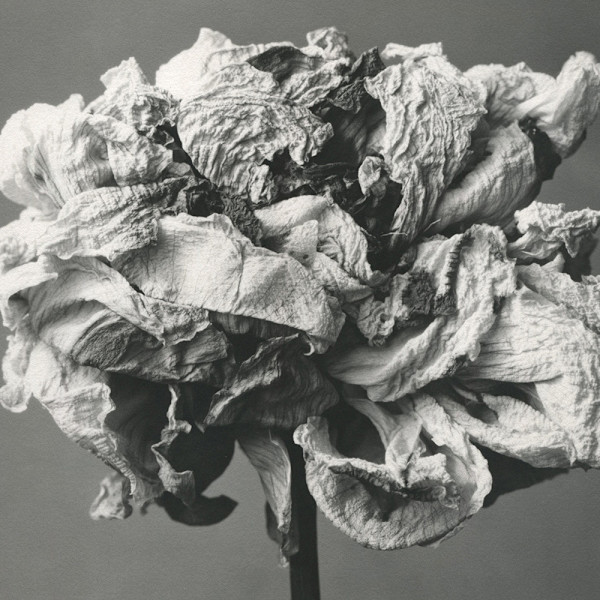 Pivoine by Christian Nze, Image 1.
