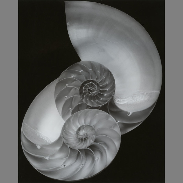 Nautilus by Luca Paradisi