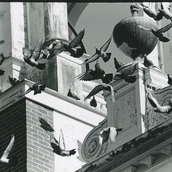 St Stephen's Birds by Lisa Vivona