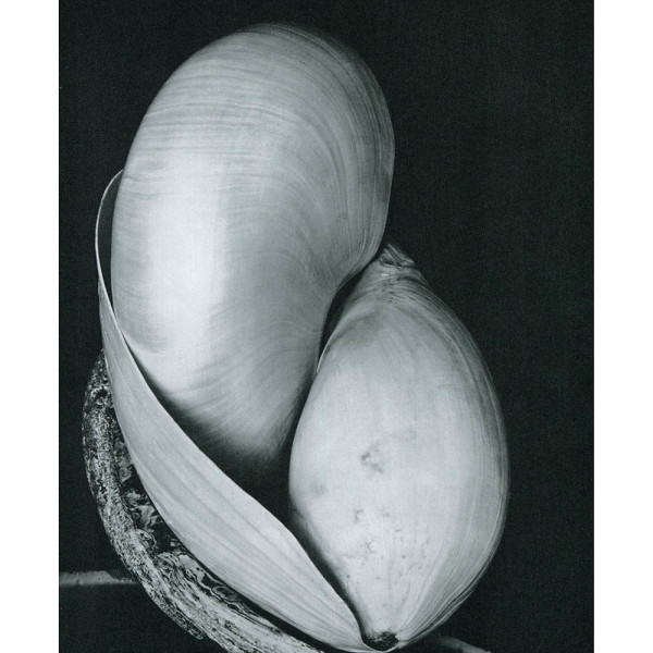 Shells,1927 by Edward Weston