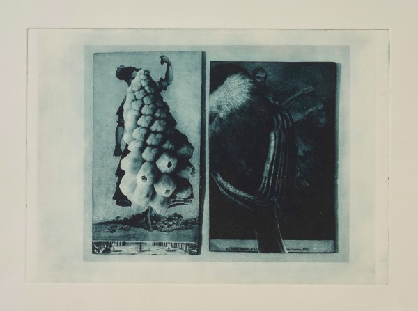 Hyacinth Bird by E L Schmidt