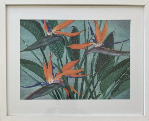 'Strelitzia' Framed Giclee Print with mount by Jude Scott
