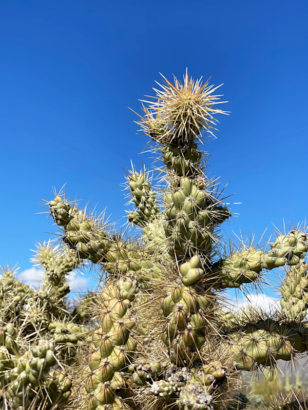 Spiny Cacti of Saguaro by Joann Amitrano