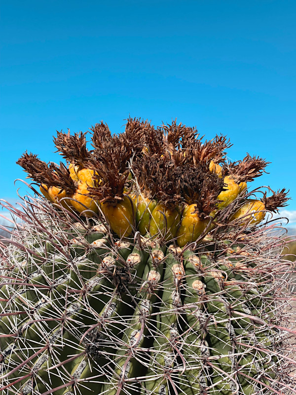 Cacti of Saguaro by Joann Amitrano