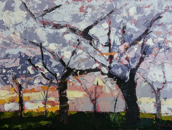 Cherry Blossoms by Sally Veach