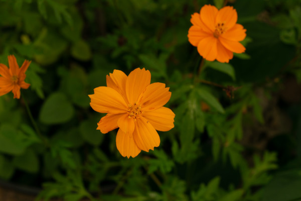 ‘Bright Lights’ Sulphur Cosmos (Cosmos sulphureus) by emma estelle chambers