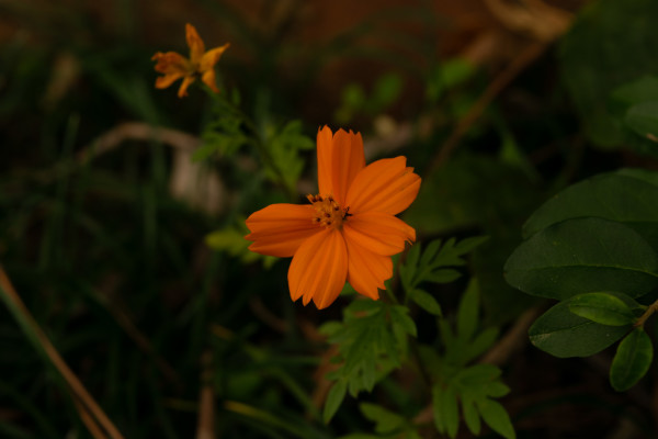 ‘Bright Lights’ Sulphur Cosmos (Cosmos sulphureus) by emma estelle chambers