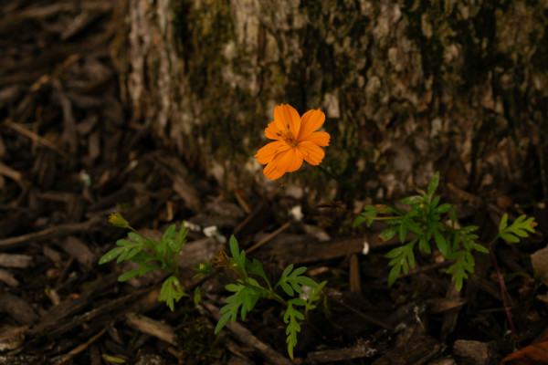 ‘Bright Lights’ Sulphur Cosmos (Cosmos sulphureus) by emma estelle chambers