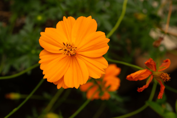 ‘Bright Lights’ Sulphur Cosmos (Cosmos sulphureus) by emma estelle chambers