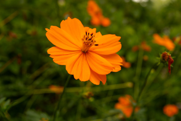 ‘Bright Lights’ Sulphur Cosmos (Cosmos sulphureus) by emma estelle chambers