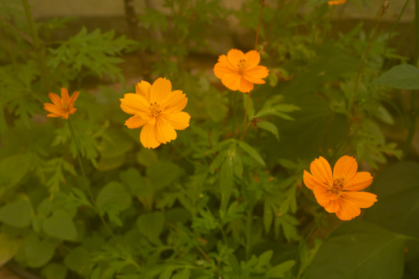 ‘Bright Lights’ Sulphur Cosmos (Cosmos sulphureus) by emma estelle chambers