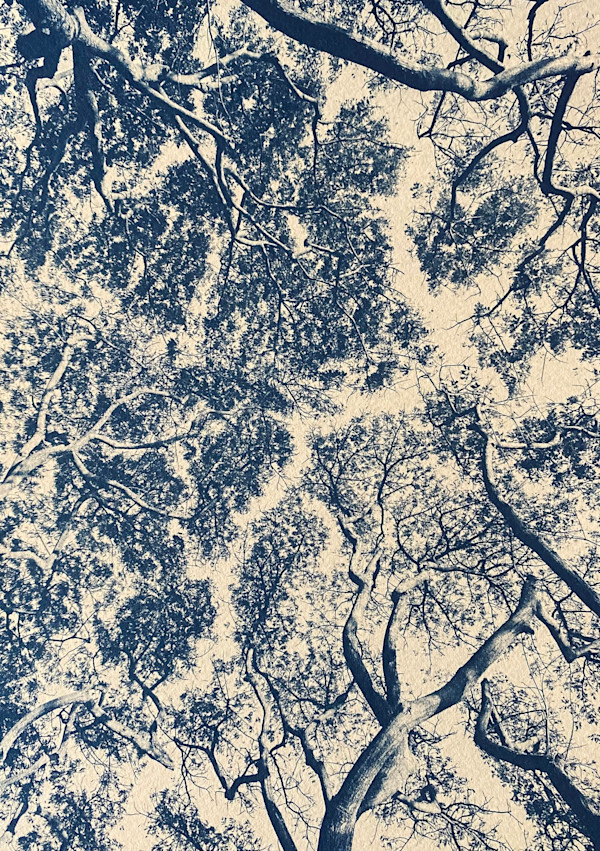 Albezia Trees, AP by Dora Somosi