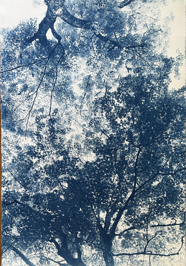 Edith Wharton, By Her Side, (2022) Sugar Maple Trees, Lenox, MA by Dora Somosi